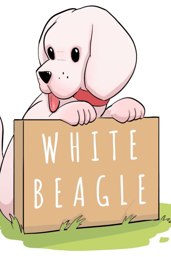 beagle blanc