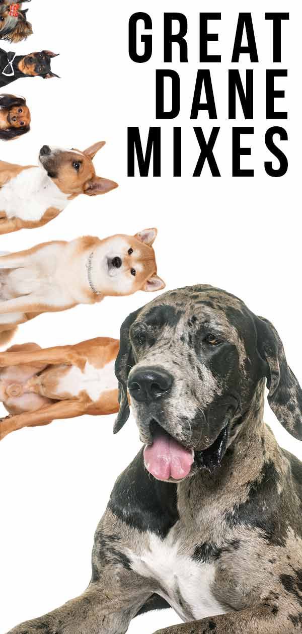 Deutsche Dogge Mixes