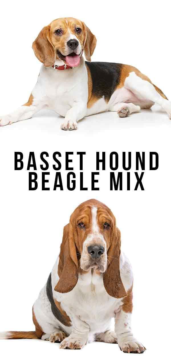 Mélange beagle basset hound