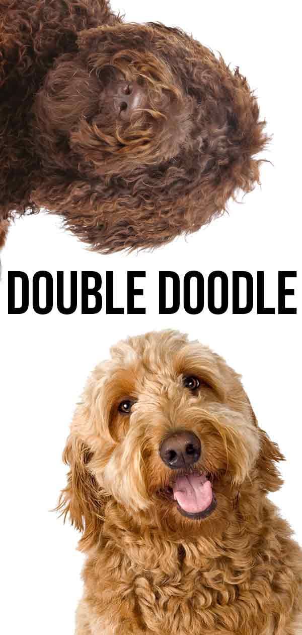 Double Doodle - mešanice Labradoodle in Goldendoodle