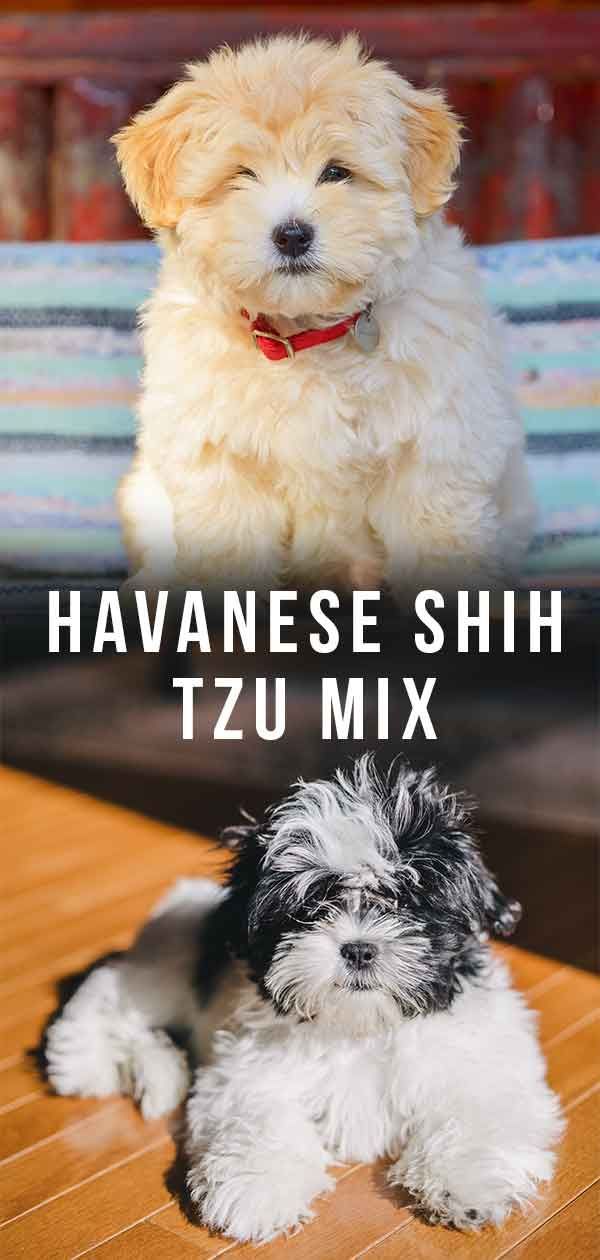 „Havanese Shih Tzu“ mišinys: ar Havashu tinka jums?