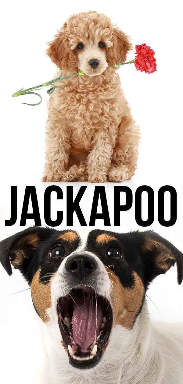 Jackapoo - popoln vodnik po mešanici pudlov Jack Russell