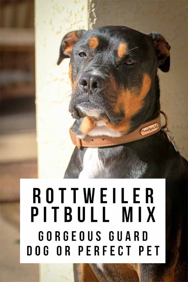 Rottweiler पिटबुल मिक्स - क्या यह मजबूत डिजाइनर कुत्ता आपके लिए सही है?