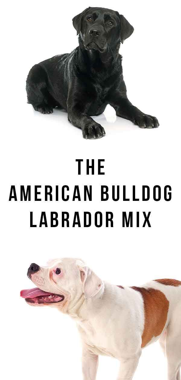 American Bulldog Lab Mix - Que se passe-t-il lorsque deux chiens différents se combinent?