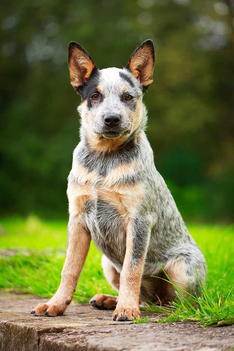 Races de gossos australians: els nostres deu primers cadells a sota