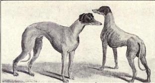 australske hunderacer