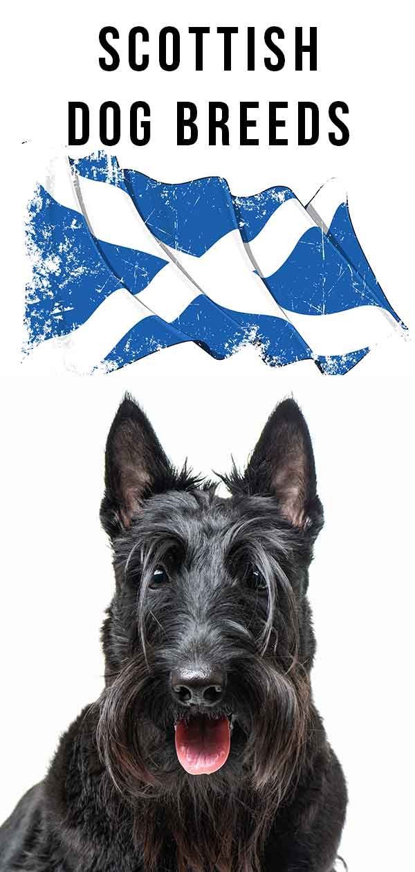 גזעי כלבים סקוטיים: הגזעים היפים שמקורם בסקוטלנד