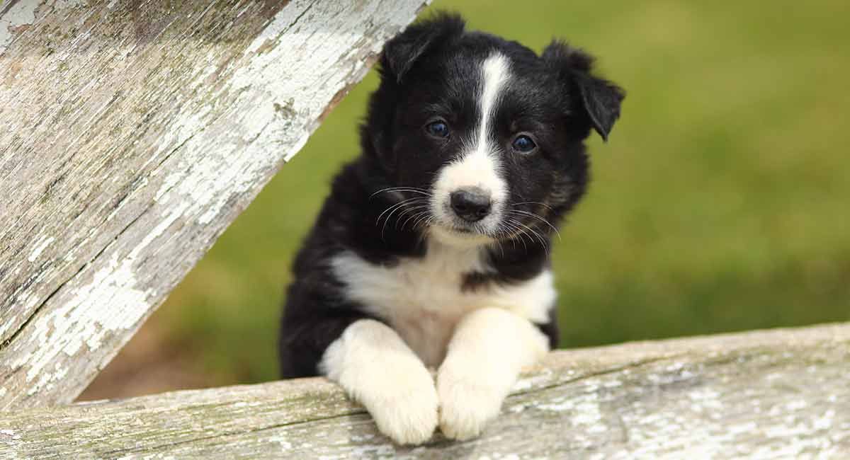 בורדר קולי - גזעי כלבים סקוטיים