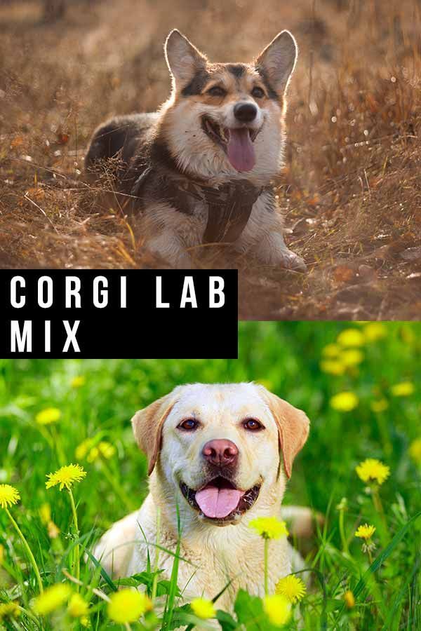 Corgi Lab Mix: En guide til Corgidor hundeavl