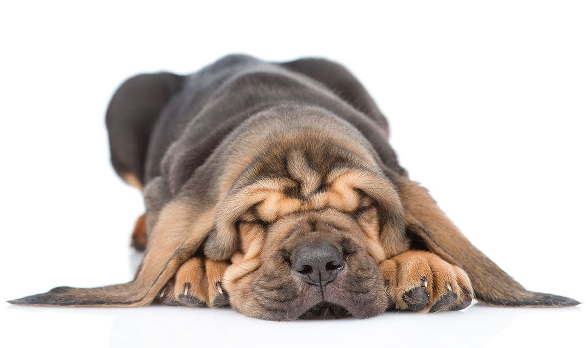 Bloodhound Dog Breed Center - hun voor- en nadelen leren kennen