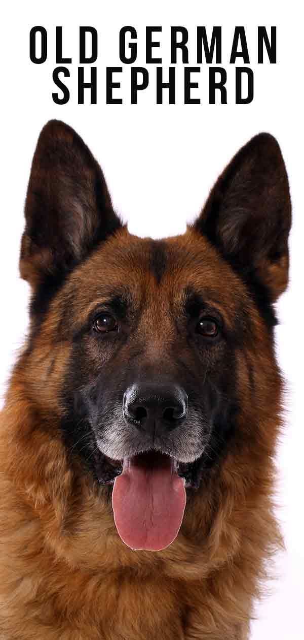 古いジャーマンシェパード–犬が年をとるのを助ける方法