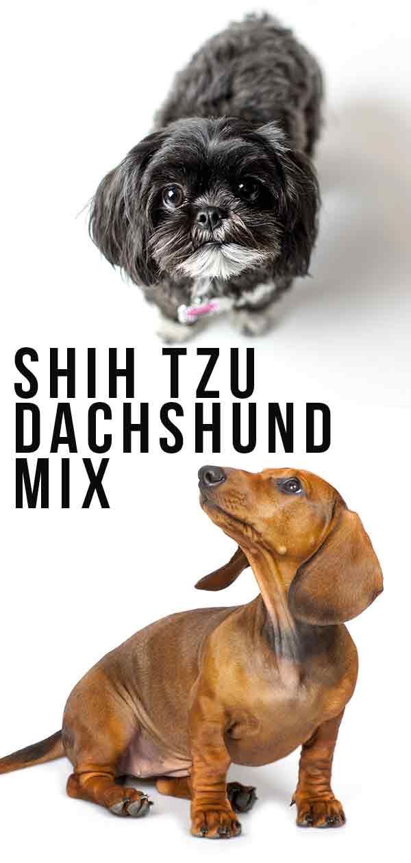 Shih Tzu Dachshund Mix: un petit cadell amb una gran personalitat