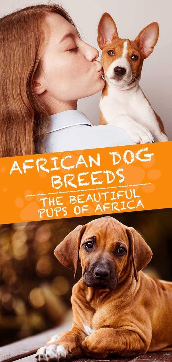 Afrikanische Hunderassen: Entdecken Sie die schönen Welpen Afrikas