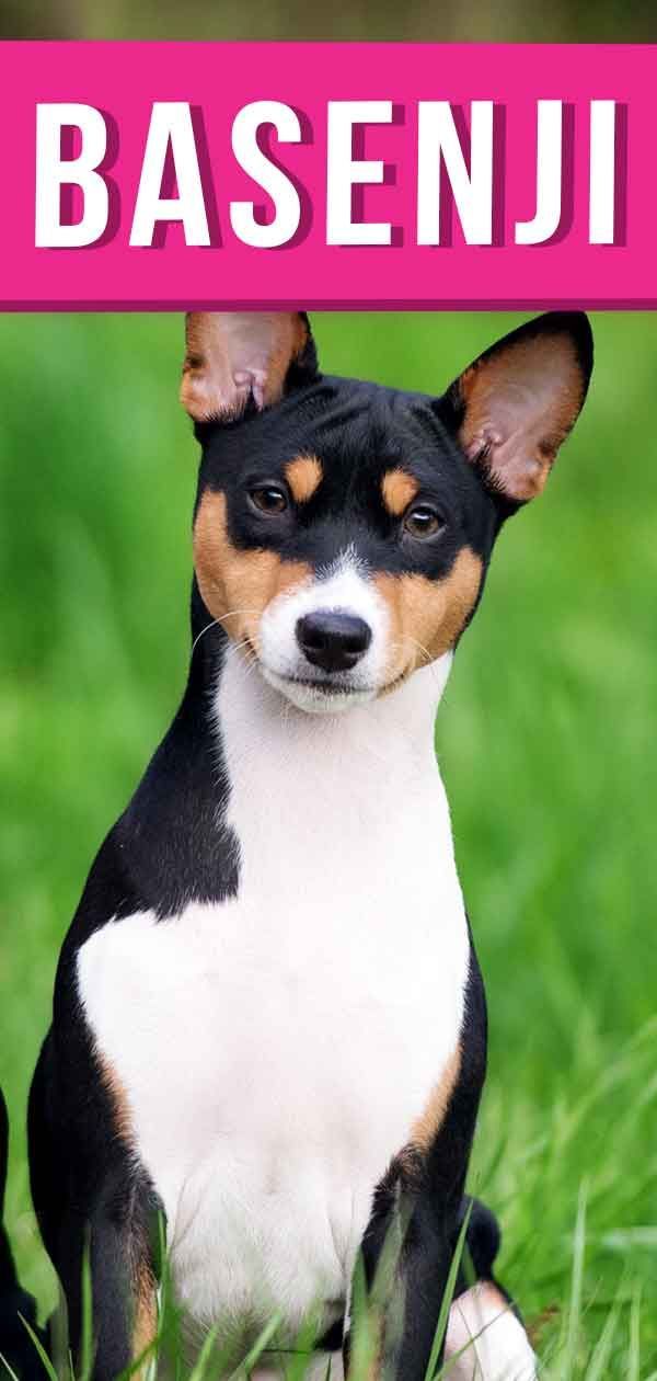 Centre d'informació sobre la raça de gos Basenji: una raça de gossos única i antiga