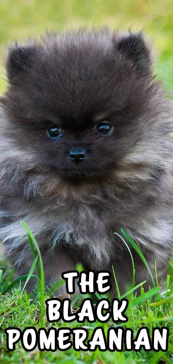 Black Pomeranian - The Dark-Furred Fluff Ball Pup