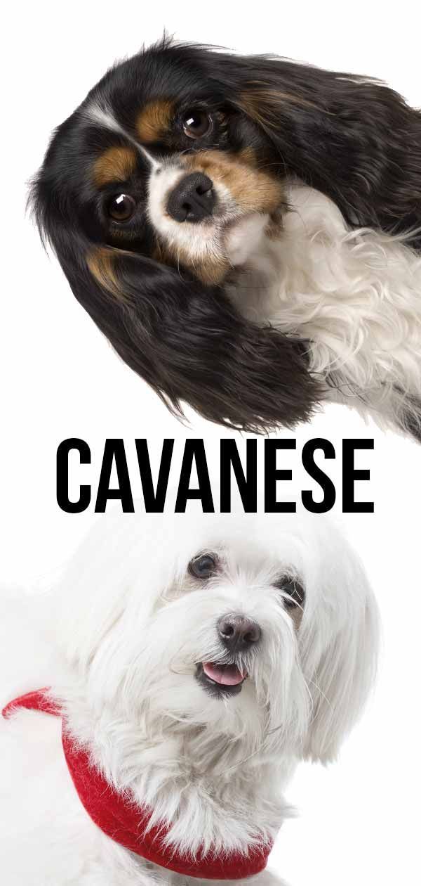 Cavanese - Der Cavalier Havanese Mix ist eine Freude in Spielzeuggröße