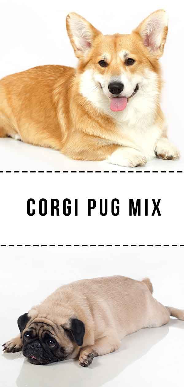 Corgi Pug Mix: Raça cruzada fofa ou combinação maluca?