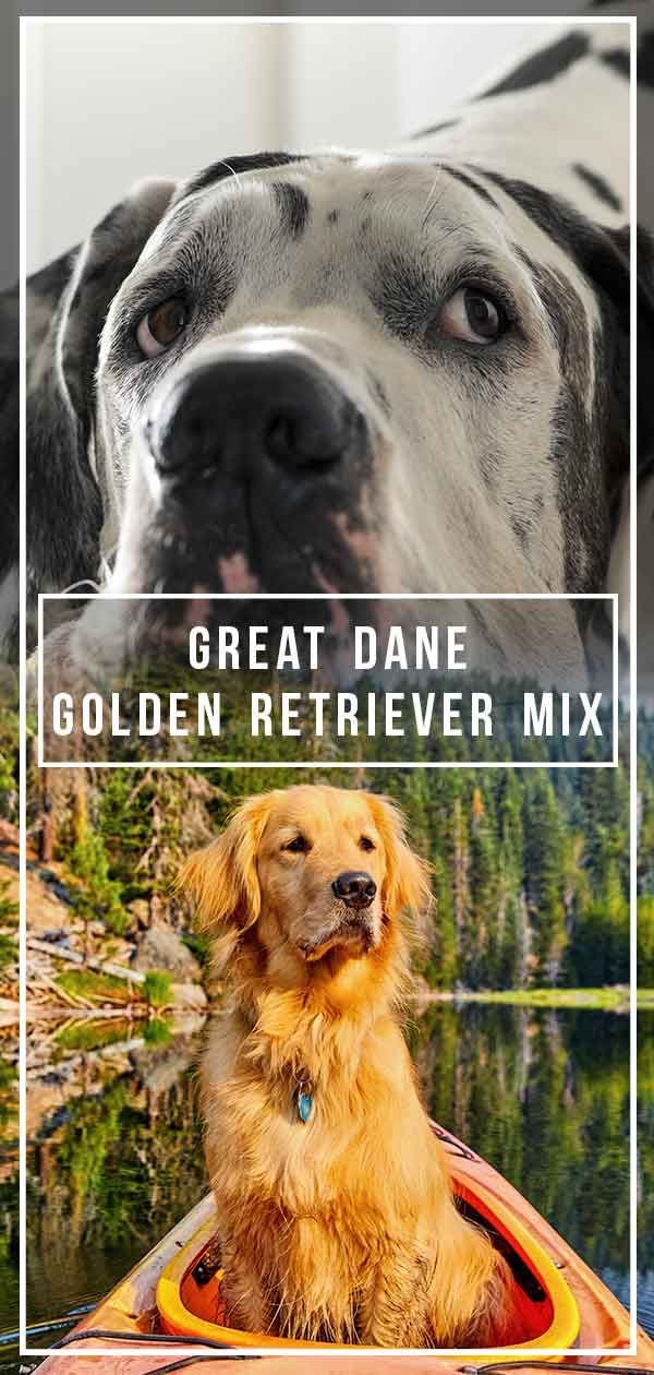 Mélange Great Dane Golden Retriever