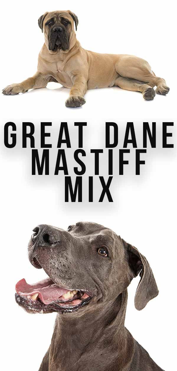 Great Dane Mastiff Mix - Où deux races géantes se combinent