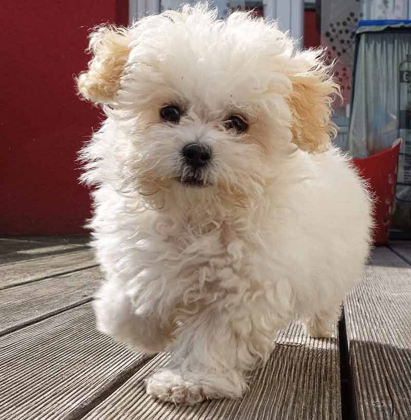 マルプー-マルタのプードルミックスの子犬