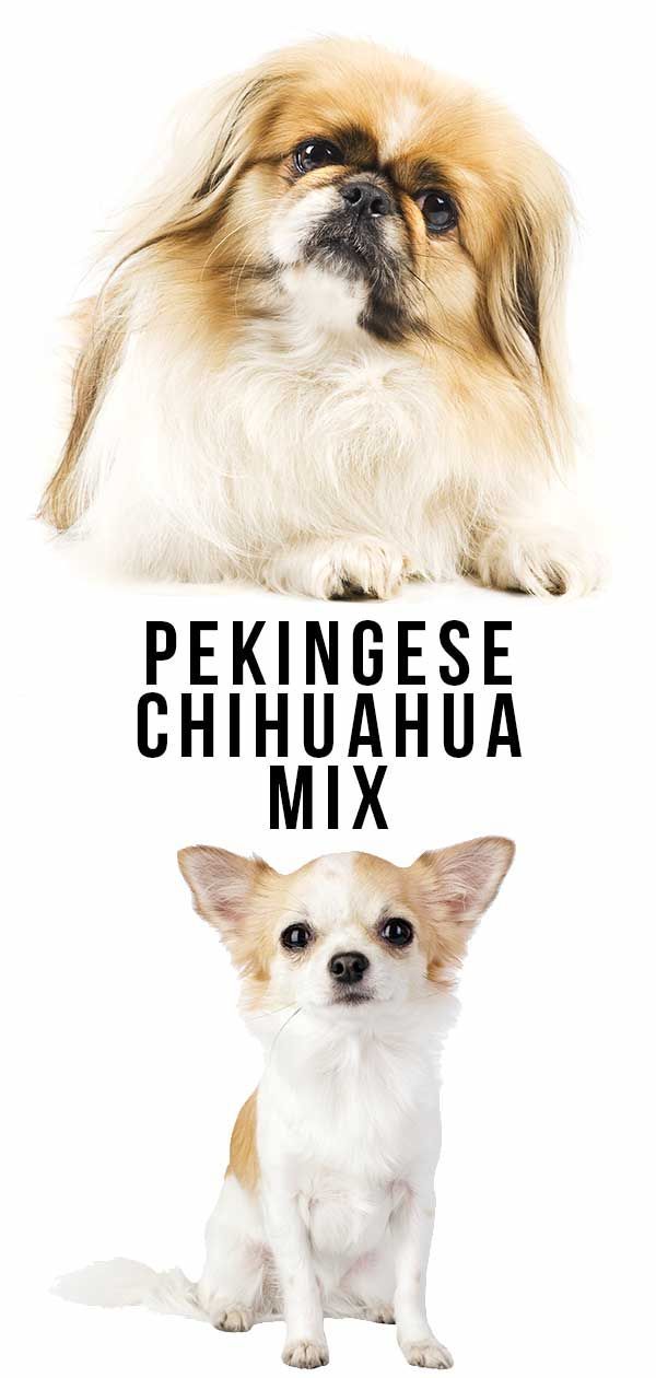 Pekingese Chihuahua Mix