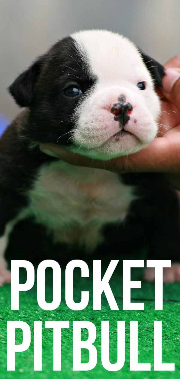 Pocket Pitbull - Cosa succede quando rimpicciolisci una fossa?