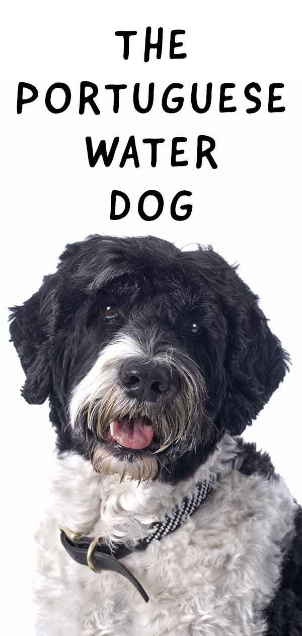 Cão de água português - O cão de trabalho que se tornou animal de estimação de prestígio