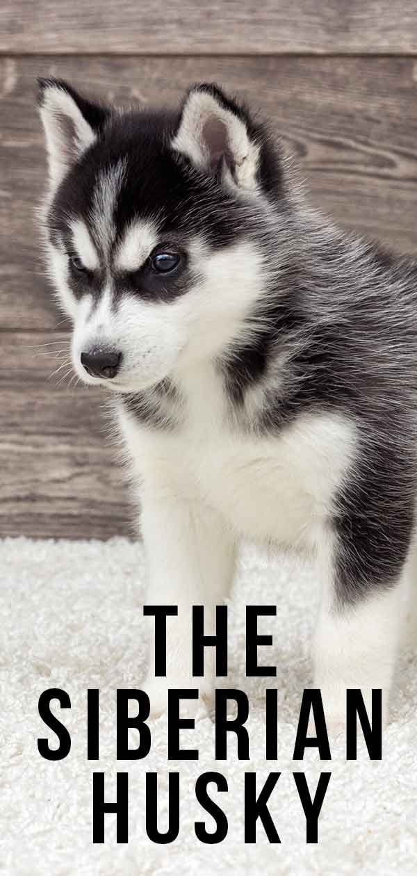 Het Siberische Husky-hondenrasinformatiecentrum