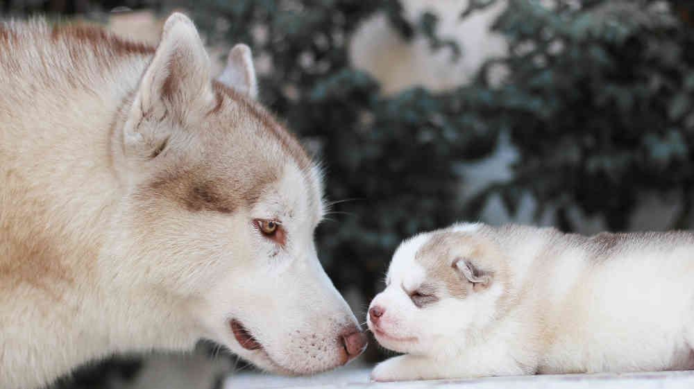 Siberische husky moeder en baby