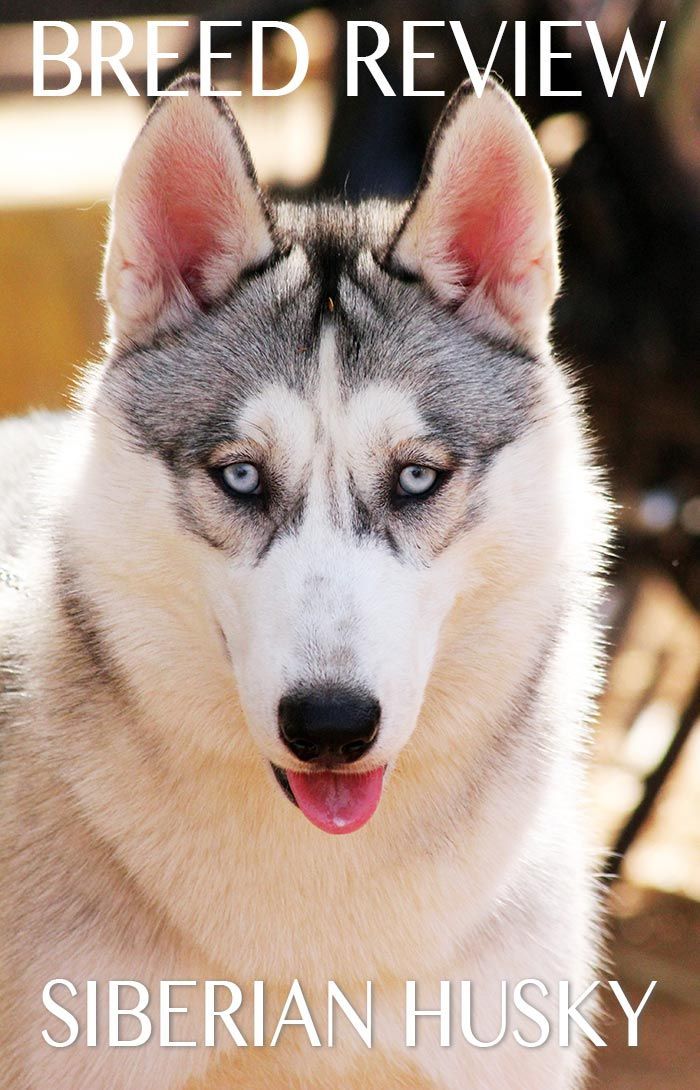 Fascinanten vodnik po pasmi psov sibirskega haskija
