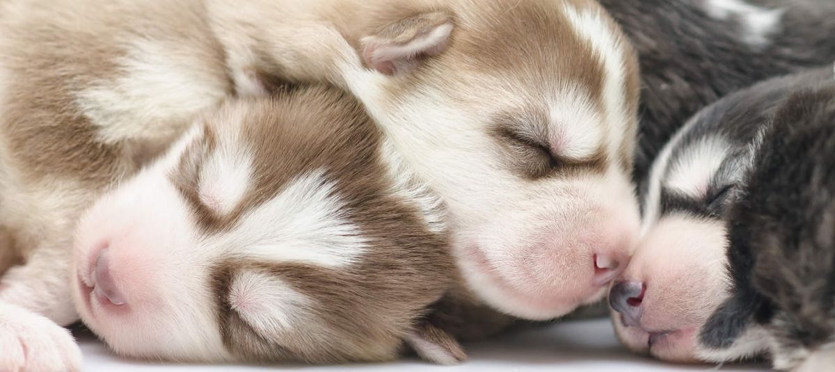 Ljubki psički sibirskega haskija, ki spijo na belem