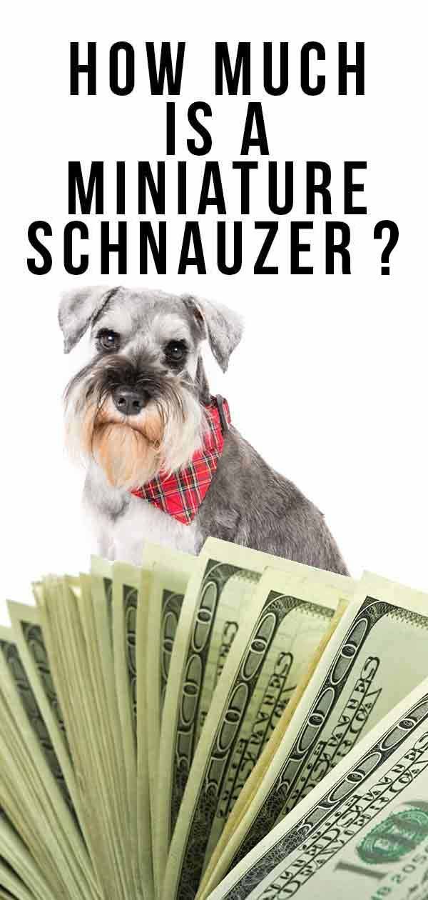 Quant costa un schnauzer en miniatura: com preparar-se pel cost