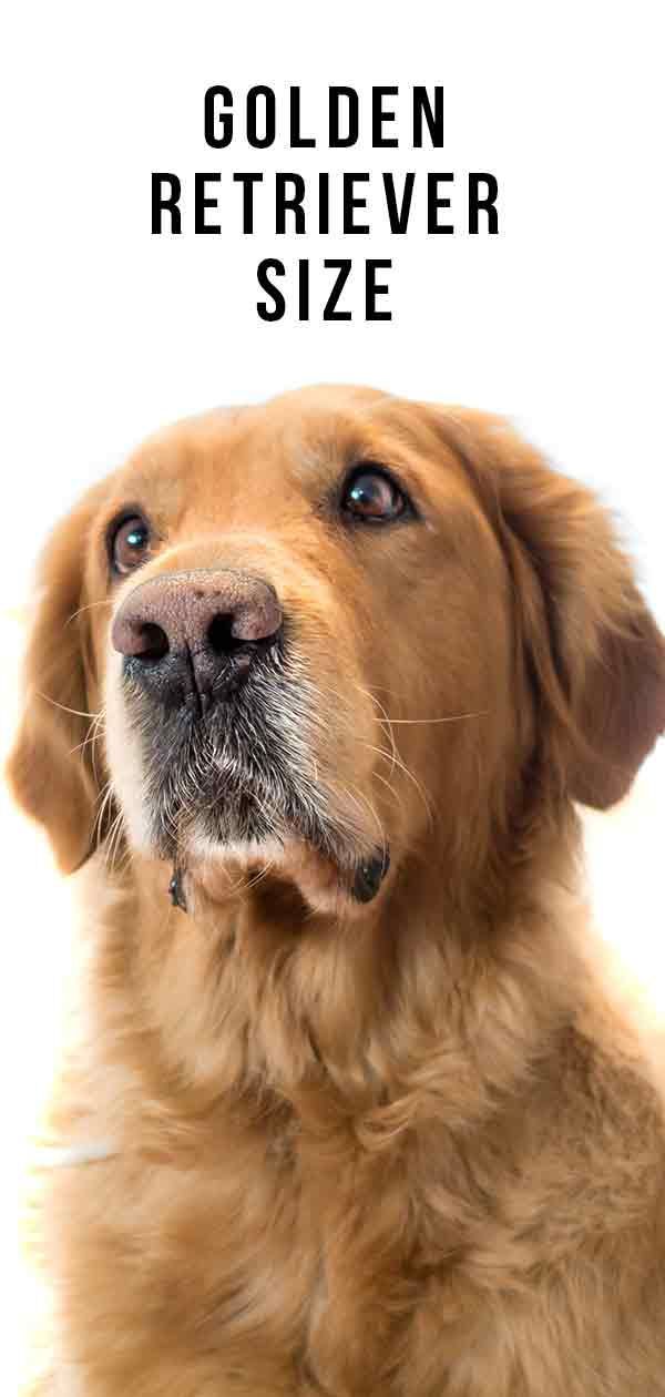 Kuldse retriiveri suuruse juhend - kui pikk ja raske teie koer on?