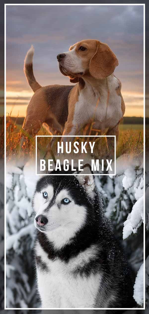 Husky Beagle Mix - energiczny pracownik czy zabawny zwierzak rodzinny?