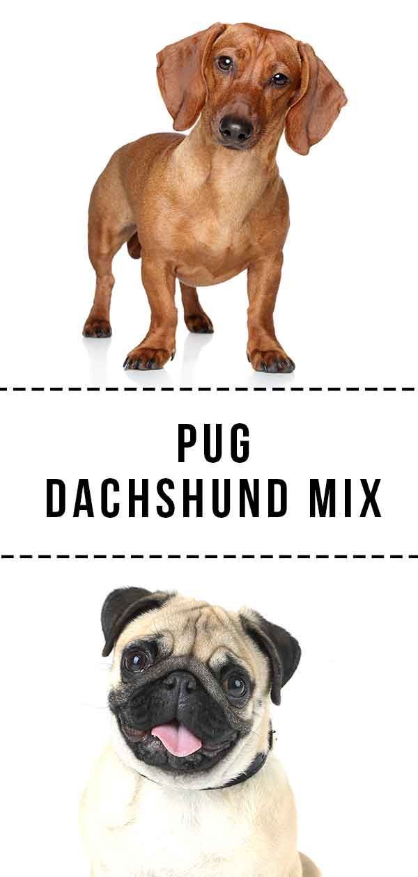 Pug Dachshund Mix