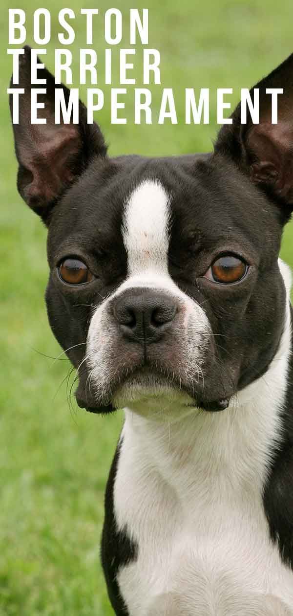 Tempérament du Boston Terrier: à quoi ressemblera la personnalité de votre chien?
