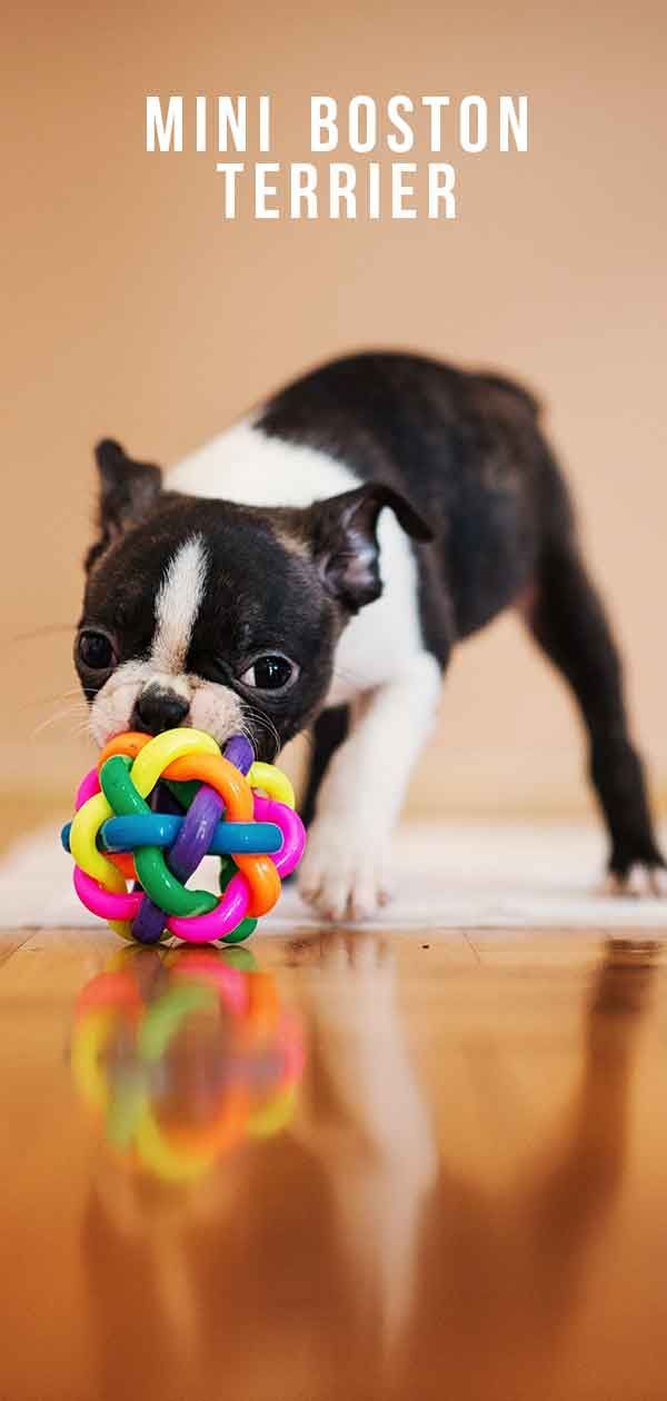 Mini Boston Terrier - este cão bonito é ideal para você?