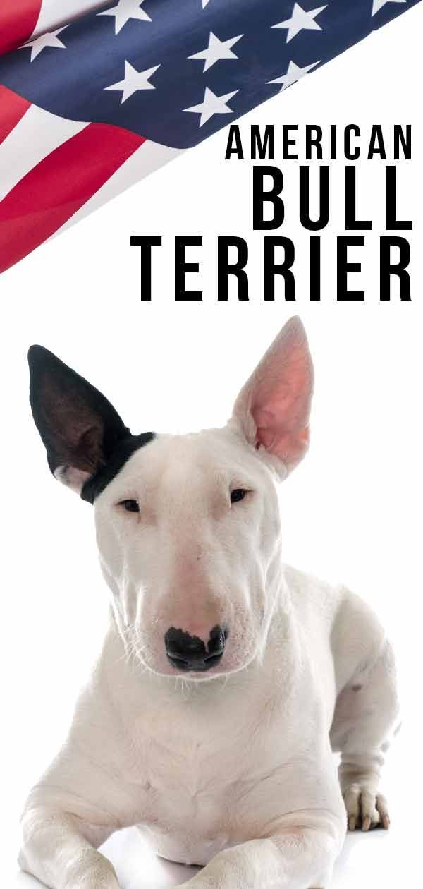American Bull Terrier: aquest gos és adequat per a tu?
