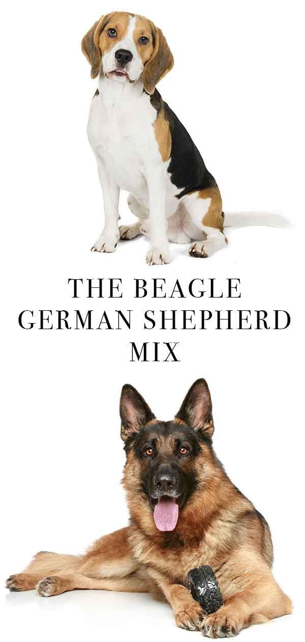 Mešanica nemškega ovčarja Beagle - kombinirani dve priljubljeni pasmi