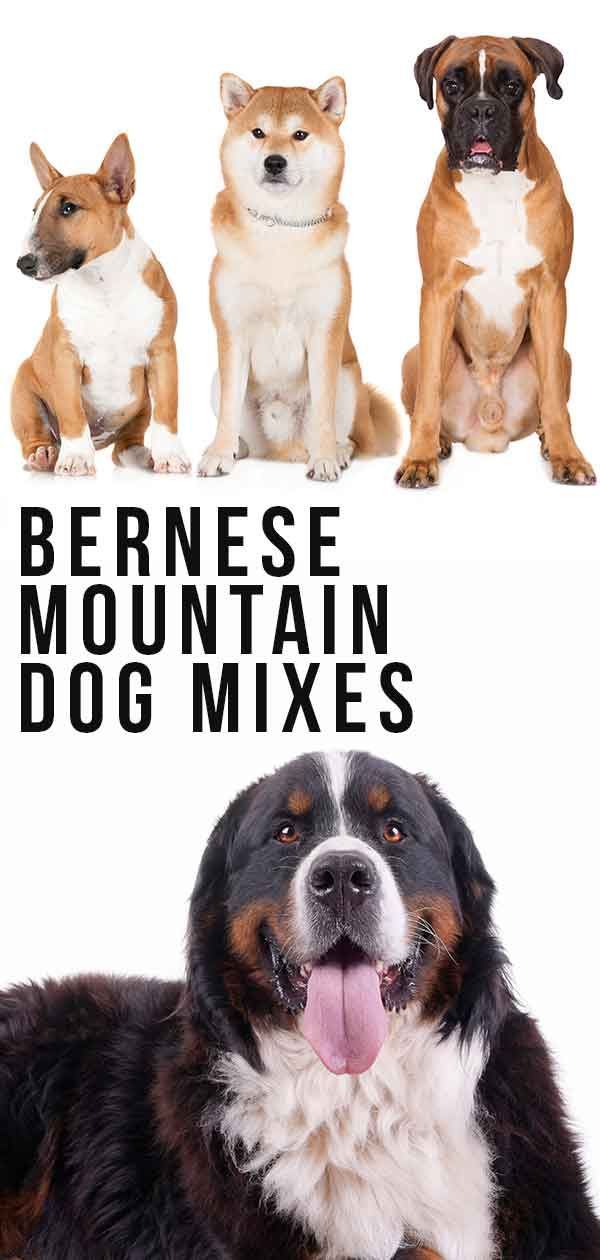 anjing gunung Bernese campuran