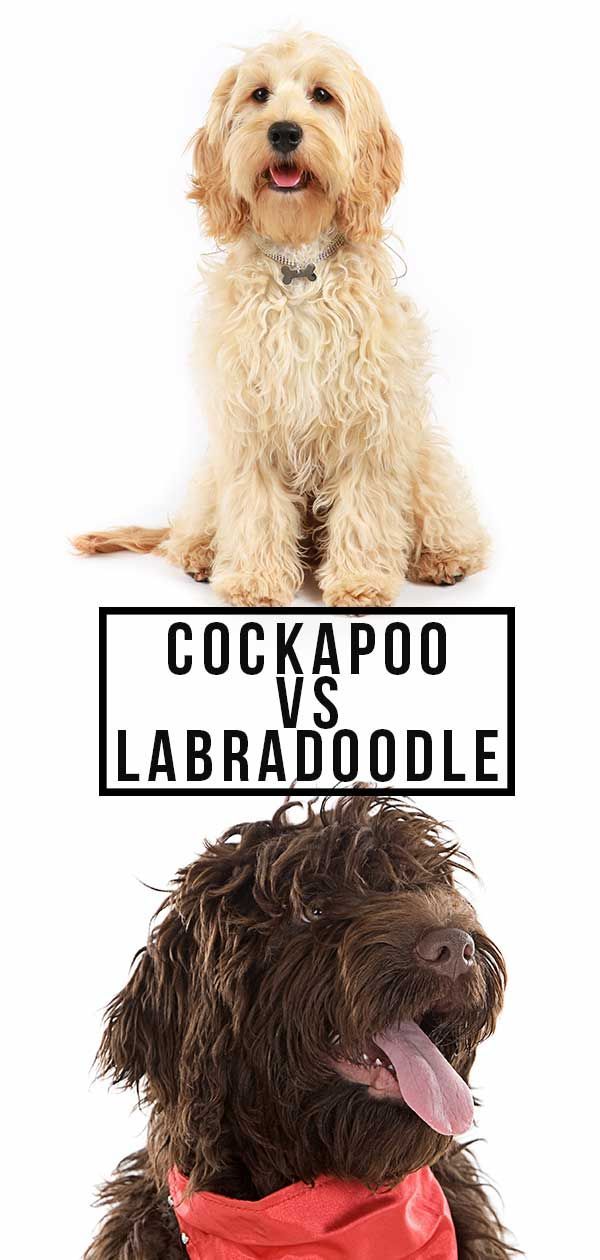 cockapoo לעומת labradoodle