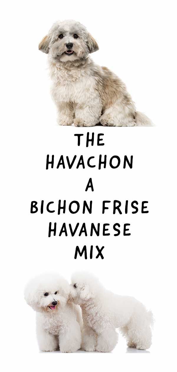 Havachon: barreja de frisos havanès i bichon