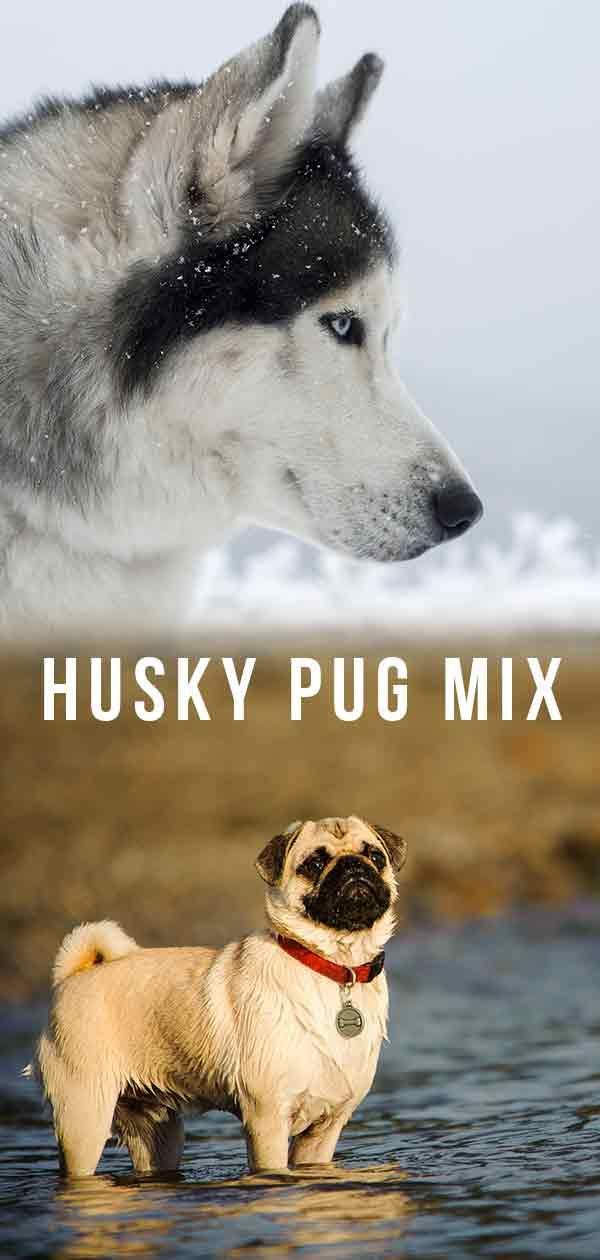 Husky Pug Mix: Predstavljamo vam objem!