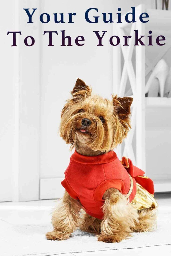 Yorkie - Un guide complet de la race de chien Yorkshire Terrier