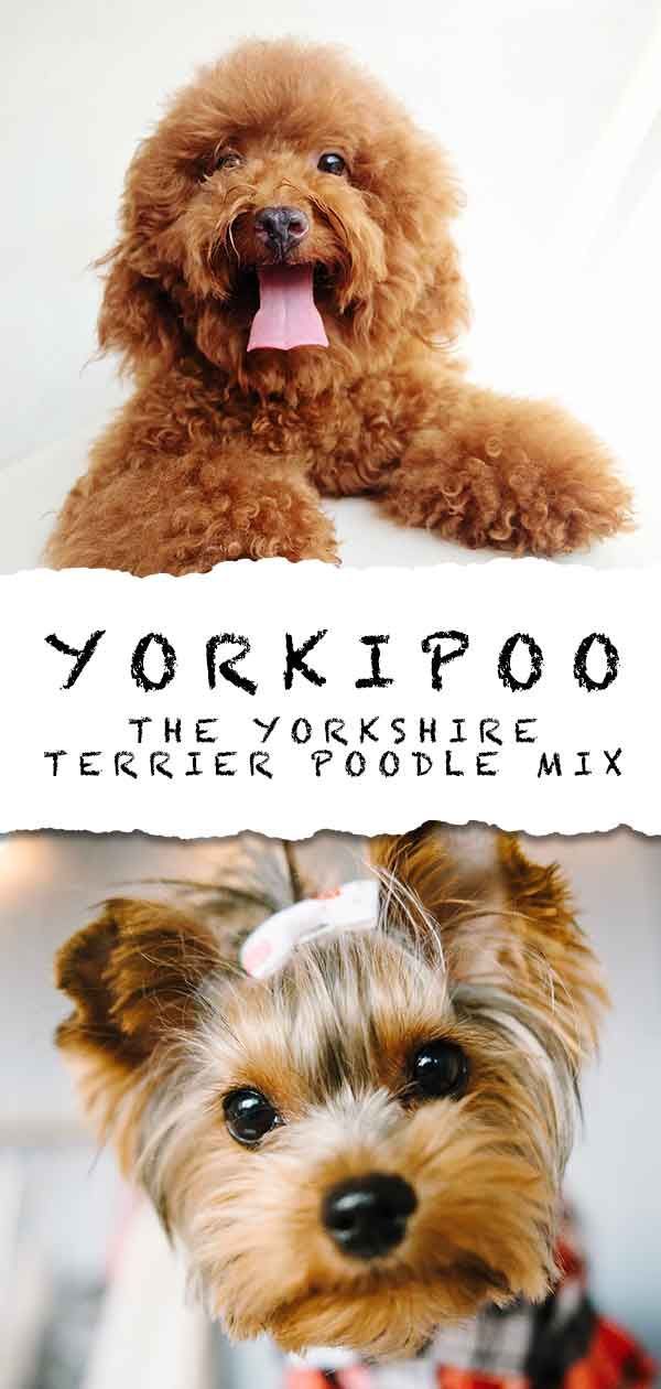 Yorkipoo Information Center - Der Yorkie Pudel Mix Breed Dog