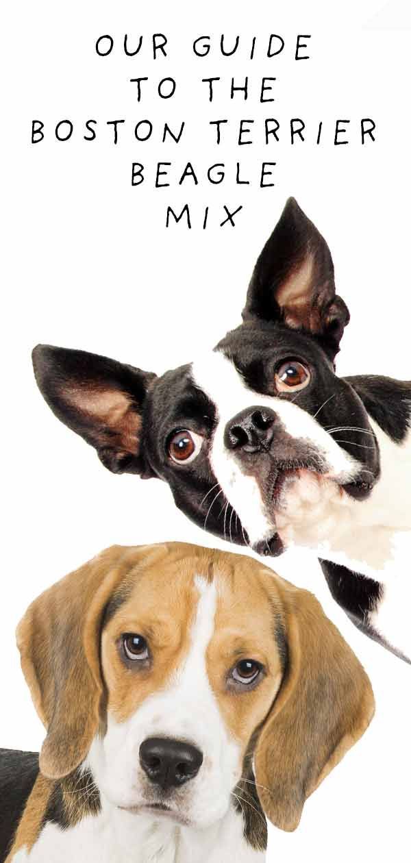 boston terrier beagle mix