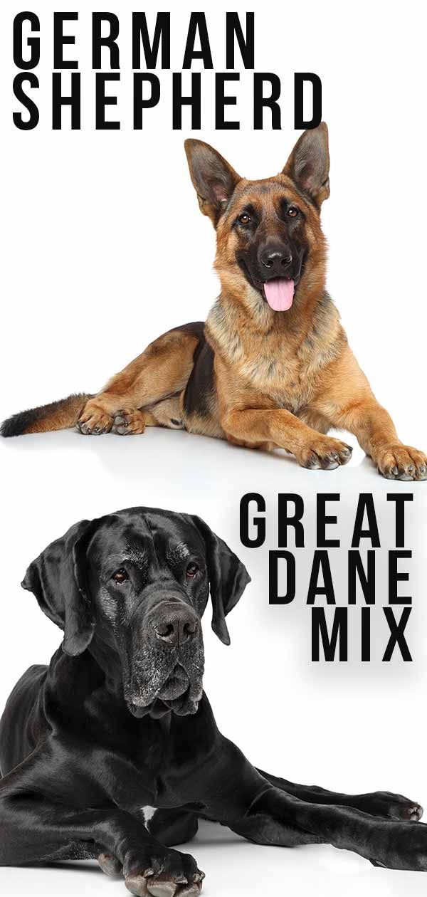 Great Dane German Shepherd Mix - Is dit de juiste hond voor jou?