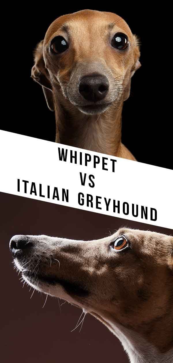 Whippet vs charcik włoski - czym różnią się te podobne psy?