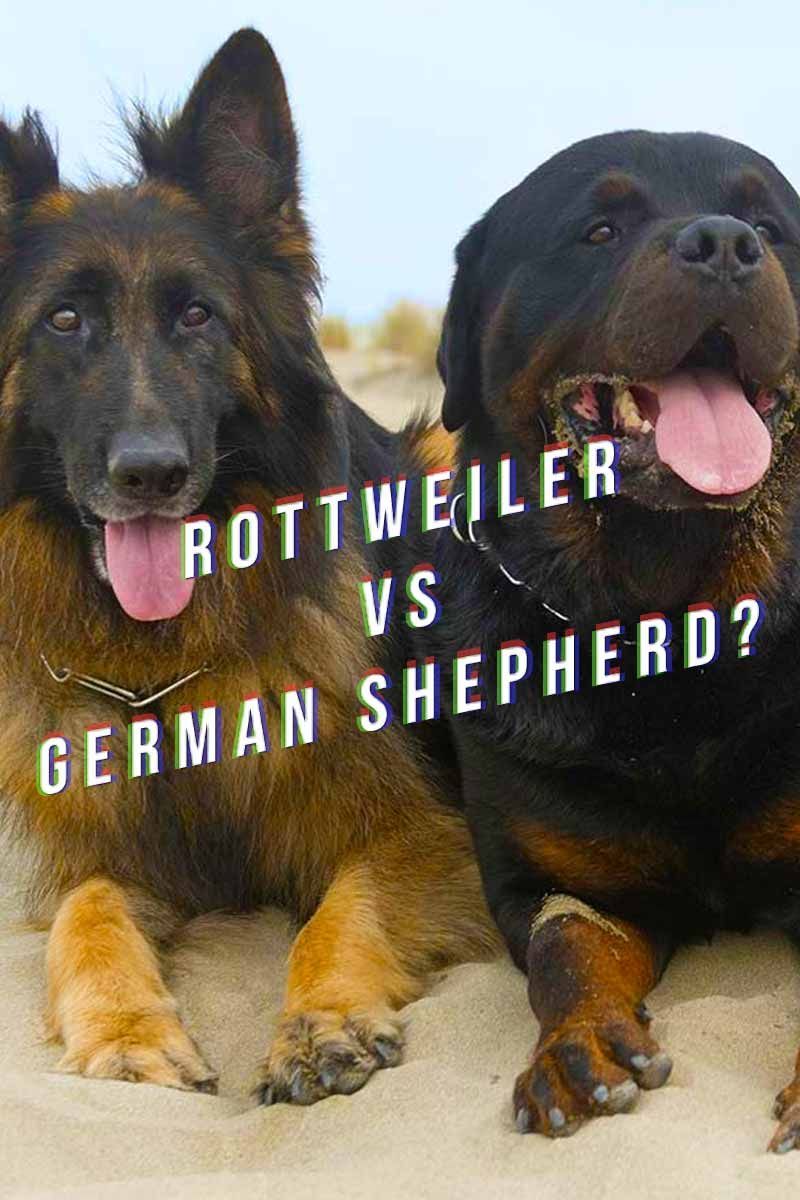 Rottweiler contra German Shepherd? - Ressenyes de races de gossos