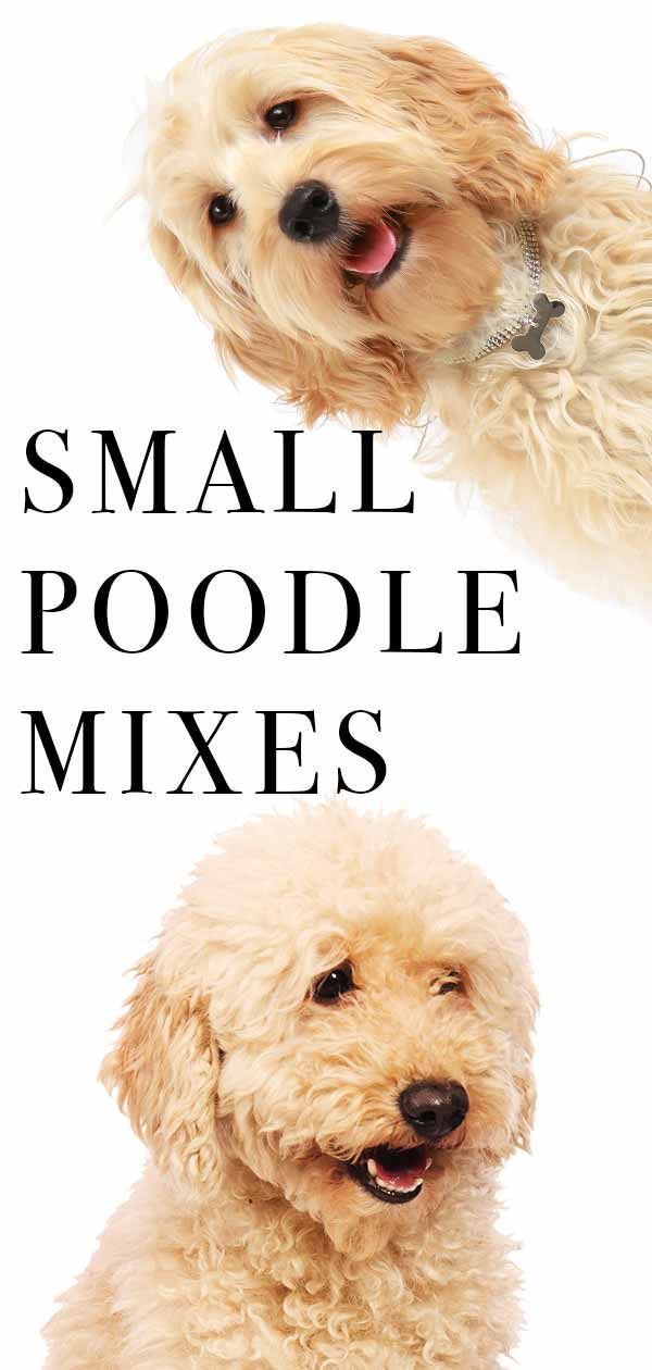 چھوٹے poodle مکس گائیڈ